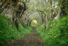 Ballynoe Stone Circle
