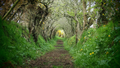 Ballynoe Stone Circle