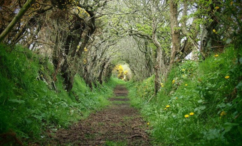 Ballynoe Stone Circle